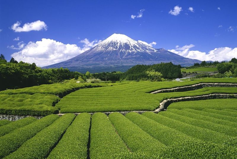 Núi Phú Sĩ và vườn matcha