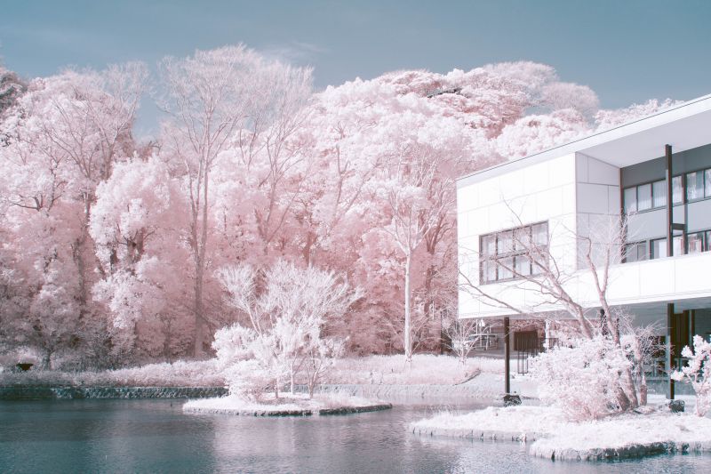 ảnh chụp Sakura bằng máy ảnh hồng ngoại