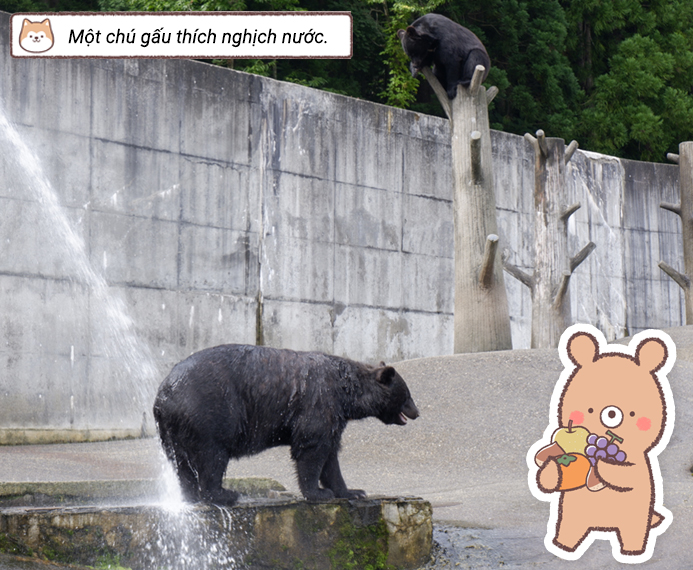 Một chú gấu thích nghịch nước.