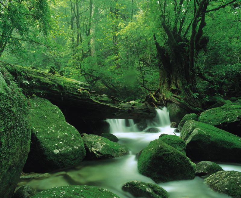 「もののけ姫の森」と呼ばれる、白谷雲水峡