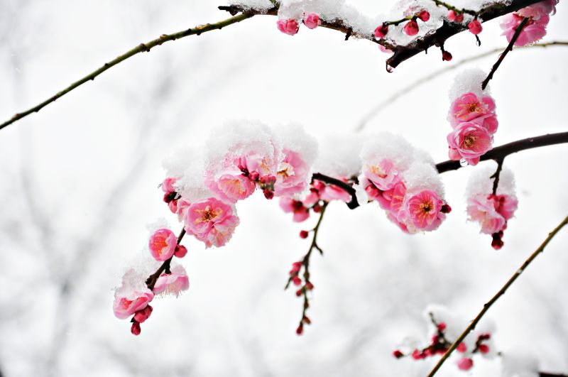 hoa ume trong tuyết trắng