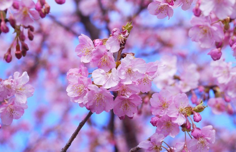lịch ngắm hoa anh đào tại Nhật