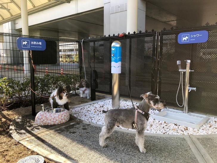 nhà vệ sinh dành cho cún ở sân bay Itami