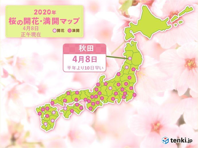 Hoa anh đào nở sớm ở khu vực Tohoku