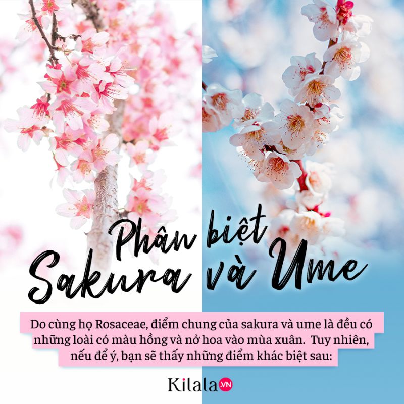 phân biệt sakura và ume