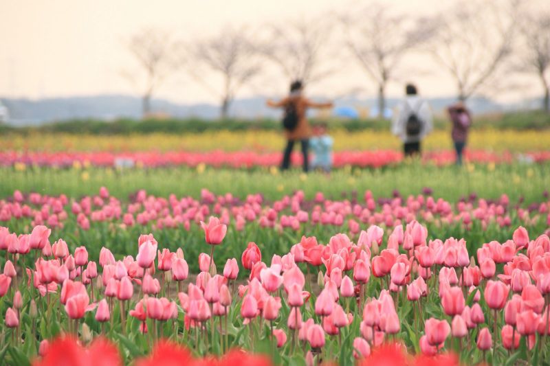 800.000 bông tulip bị cắt bỏ