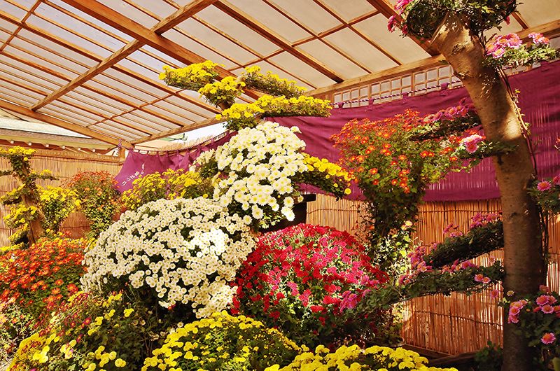 Choyo: lễ hội búp bê hoa cúc Nhật Bản