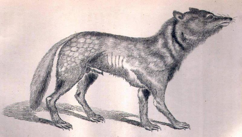 vì sao chó sói Nhật tuyệt chủng?