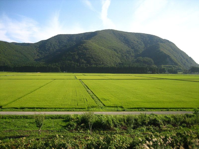 Nhật Bản phát triển thành công giống lúa chịu mặn