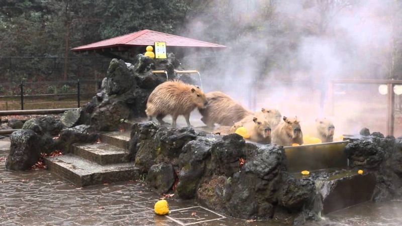 capybara ngâm onsen