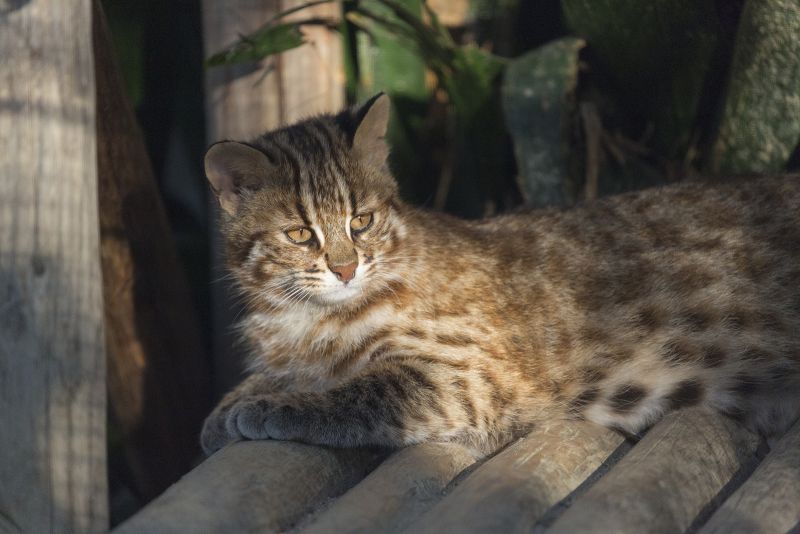Mèo báo Tsushimayama