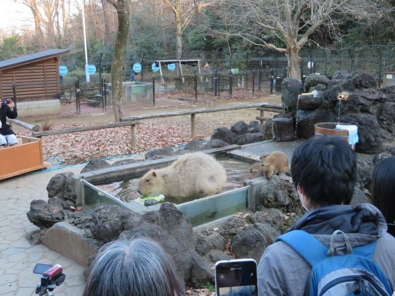 ở Nhật có hẳn cuộc thi tắm Onsen cho chuột lang nước
