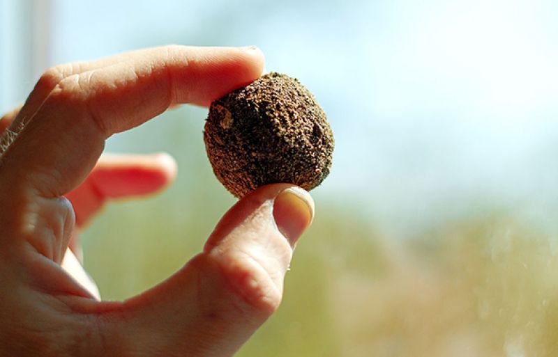 seed ball có phải là phương pháp gieo trồng đến từ Nhật Bản