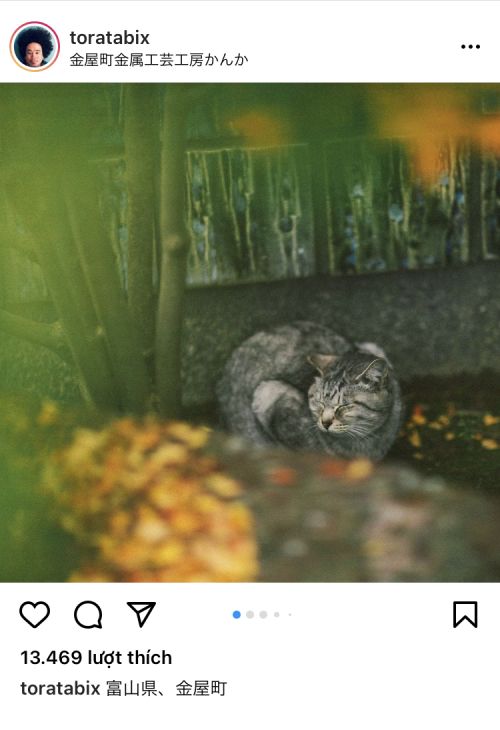 mê mẩn hình ảnh đầy thi vị của những chú mèo ở nông thôn Nhật Bản