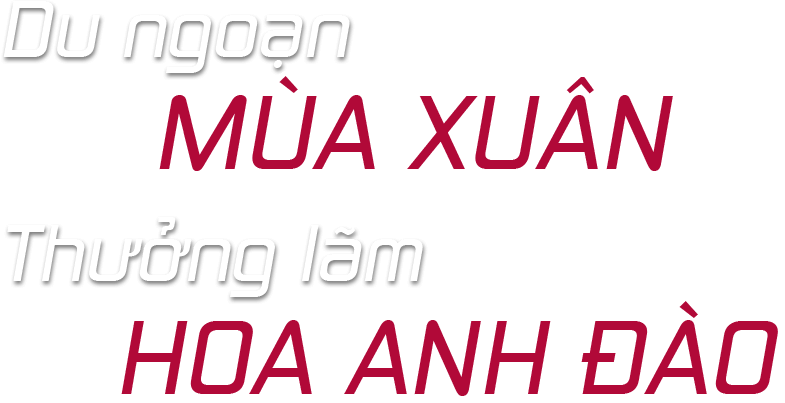 Du ngoạn MÙA XUÂN Thưởng lãm HOA ANH ĐÀO