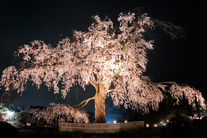 Cây Anh Đào Shidarezakura 
