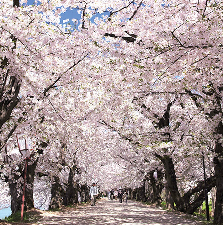 Đường Hầm Anh Đào