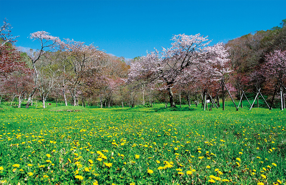 Hoa Bồ Công Anh phủ kín mặt đất